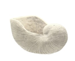 Molluschi Doniczka